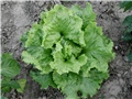 proljetna salata