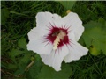 hibiskus bijeli