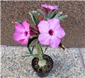 Adenium swazicum 