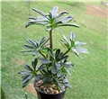 Dorstenia gigas