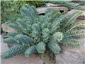 Euphorbia myrsinites