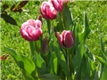 tulipani