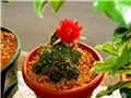 matucana polzii ?