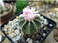 Aztekium ritteri  
