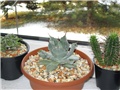 agave potatorum