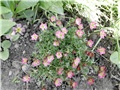 saxifraga1