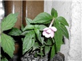 rozi achimenes