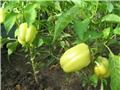 Paprika babura