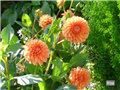 dalia
