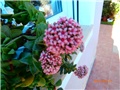 crassula springtime