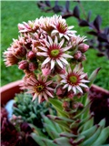 Sempervivum - cvijet