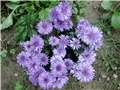  ljubičasti niski aster
