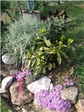 phlox