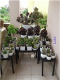 aeonium