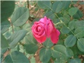 ruža5