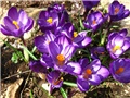 Crocus