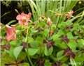 oxalis 