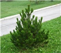 Pinus leucodermis  