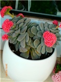 crassula