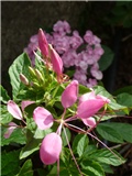 cleoma