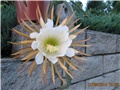 selenicereus grandiflorus