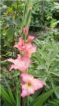 gladiola