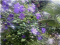 Clematis