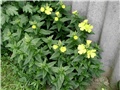 oenothera tetragona