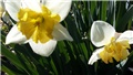 narcisi