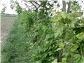 vinograd