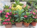 Euphorbia milii