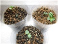 Dorstenia gigas