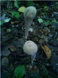 Gljive - nepoznato