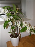 Orhideja Dendrobium nobile  - u catu