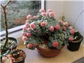 Crassula morgan's beauty