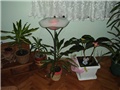 Lampa