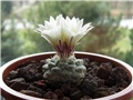 Strombocactus disciformis