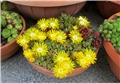 Delosperma