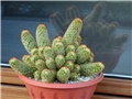 mammillaria elongata