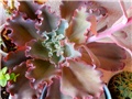 echeveria