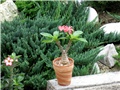 pachypodium baronii windsori