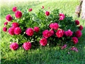 Božur - Paeonia lactiflora