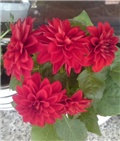dalia