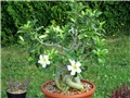 Adenium obesum