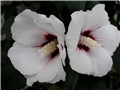 sirijski hibiskus