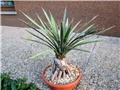 agave filifera 