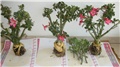 Adenium obesum