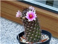 mammillaria alamensis