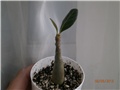 Adenium Socotranum