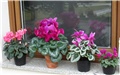 cyclamen persicum